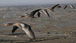 The Secret Routes of Migratory birds  Documentary [upl. by Kursh170]