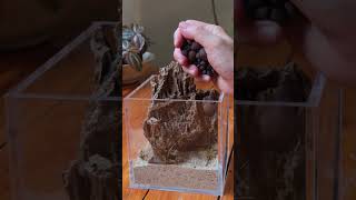 Easy waterpond moss and fern insect terrarium tutorial aquascape mantis moss indoorplants [upl. by Axel174]