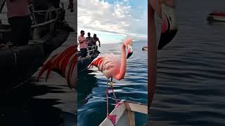 Flamingo Chase shorts explore ocean [upl. by Adnolay965]