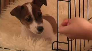 Crate Training Puppy Training Made Easy How To Crate Train Your Puppy [upl. by Sims]