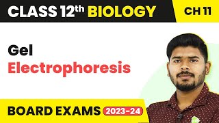 Gel Electrophoresis  Biotechnology Principles and Processes  Class 12 Biology 202223 [upl. by Tnerual982]