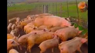 Free Range Pig Farming [upl. by Alyahsat]