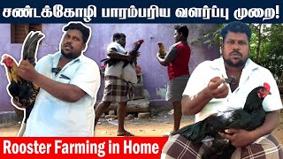 Sandakozhi Valarpu  சண்டக்கோழி பாரம்பரிய வளர்ப்பு முறை  Rooster Farming in Home  Moravasal [upl. by Gotcher621]