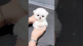 Teacup dogs  cute dogs  pokery dog  pomeranian dog  small dog cutedog shorts teacup viral [upl. by Sion]