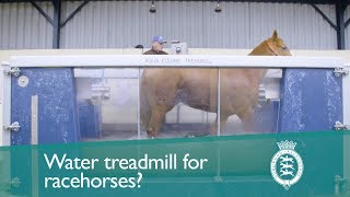 Water treadmill for racehorses [upl. by Ileek]