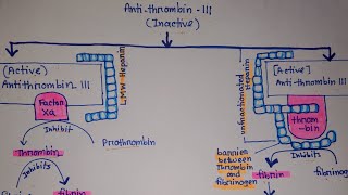 Anticoagulant Mechanism of Heparin  LMWH  Heparin [upl. by Etteinotna]