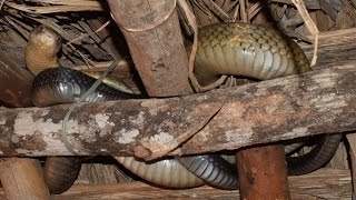 King cobra rescue operation  Nijagoru Thirthahalli Shimoga district KA [upl. by Kyred440]