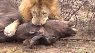 Lion kills buffalo at krugerpark [upl. by Fleece396]