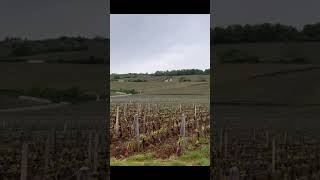 The most expensive vineyard in the world  RomaneeConti vineyard France  romaneeconti [upl. by Epotimet]