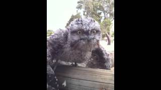 Baby Tawny Frogmouth [upl. by Wasson]