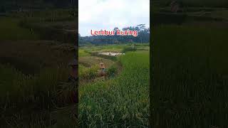 Waas lembur kuring suasanapedesaansunda lagusunda [upl. by Otanutrof495]