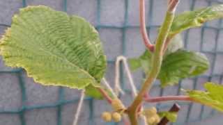 Kiwi Tree Flowers on This Years Growth [upl. by Simons]