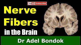 Commissural Association and Projection Fibers in the Brain Dr Adel Bondok [upl. by Christensen]