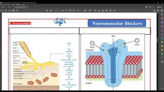 Neuromuscular blocking Drugs By Dr Elsayed Abdelhad 2023 [upl. by Eilrahs]