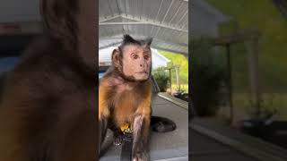 Capuchin MonkeyBoo Outside Time Recorded LIVE [upl. by Yard501]