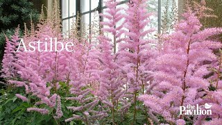 Should an Astilbe Live in Sun or Shade Astilbes at The Pavilion Cork [upl. by Winwaloe]