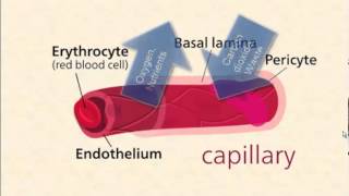 Blood Vessels [upl. by Agace]