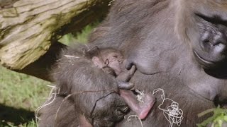 Gorilla birth surprises zoo keepers [upl. by Mairym563]