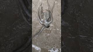 The octopus got scared into the hole😱quotyoutubeshorts [upl. by Atekan]