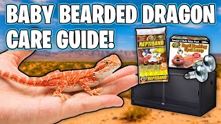 Baby Bearded Dragon Care Guide  How To Take Care of a Bearded Dragon [upl. by Haodnanehs]