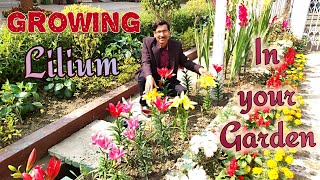 Grow Liliums in the Easiest Way [upl. by Nojid]