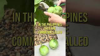 We planted my favorite eggplant and it was a success aquaponics [upl. by Nrublim]