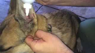 How to flush and medicate your dogs ears [upl. by Hornstein]