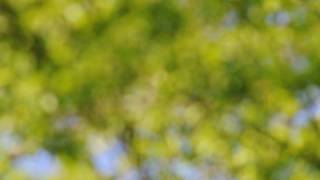 YellowBilled Cuckoo bird Calling AUDIO ONLY [upl. by Feeley]