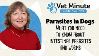 Intestinal Parasites in Dogs Webinar Heartworm Tapeworm Coccidia and other Internal Parasites [upl. by Wiseman394]