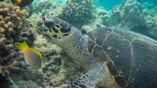 Diving amp Snorkeling in Ellaidhoo Maldives by Cinnamon April 17 [upl. by Enomys]