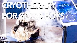 The Worlds First Cryotherapy Machine For Dogs  Vet°Cryo™ [upl. by Cruickshank786]