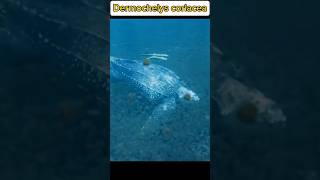 Biggest turtle in the world  Dermochelys coriacea shorts shortvideo infobroday FactsMine [upl. by Darius522]