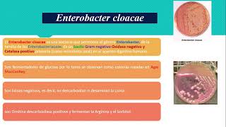 Enterobacter cloacae [upl. by Yrhcaz84]