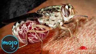 Top 10 Most Nightmarish Parasites [upl. by Siron]