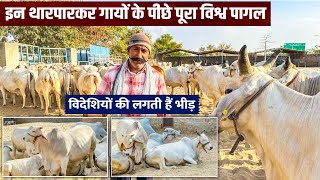 Full Video 👍 Tharparkar cow Breeding Center Jodhpur 👉  Best dairy farm in India [upl. by Tekcirk]