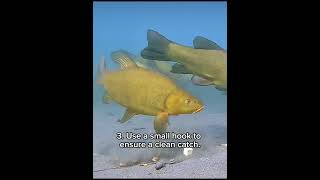 5 tips to catch more tench tench tenchfishing fishing fish [upl. by Madlen]