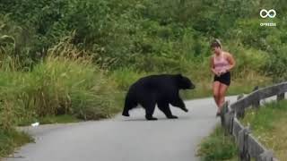 Au Canada un ours sapproche dune joggeuse [upl. by Zielsdorf]