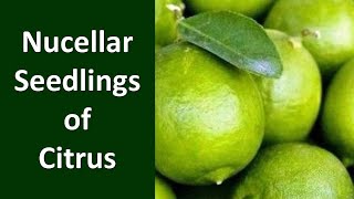 How to produce Nucellar Seedlings of Citrus [upl. by Elga650]