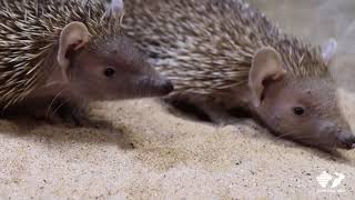 Zoo Insider  Lesser Madagascar Hedgehog Tenrec [upl. by Aillicec]