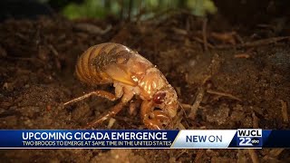 Georgia Cicadas set to emerge in May Heres what you can expect [upl. by Magnien]