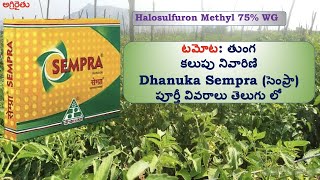 Dhanuka Sempra సెంప్రా in Telugu  తుంగ కలుపు నివారిణి టమాటో పంట [upl. by Harbison]