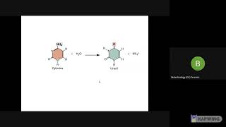 Mutation part 2 depurination deamination tautomeric shift [upl. by Kacie]