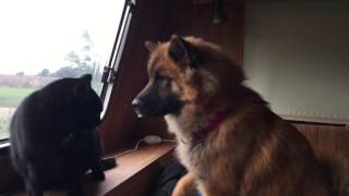 Eurasier dog trying to be friends with the cats [upl. by Amles914]