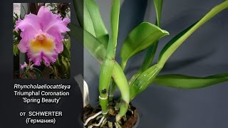 Отзыв Rhyncholaeliocattleya Triumphal Coronation Spring Beauty от Schwerter [upl. by Gnni]