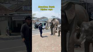 Menolong gajah dijalan raya magic funny lucu shortvideo [upl. by Naaitsirhc]