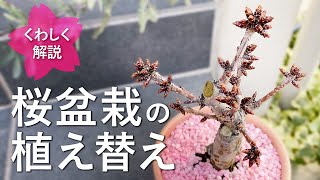 ーくわしく解説ー 桜盆栽の植え替え [upl. by Belford]