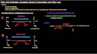 Fatty Acid Synthesis Part 10 of 12  Excessive Alcohol Consumption and Fatty Liver [upl. by Dott807]