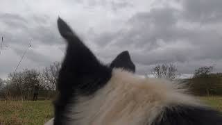 Amazing sheepdog training session [upl. by Finah]