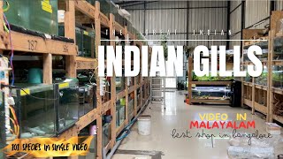 🔥Welcome To Indias Largest Online Fish Store🇮🇳🇮🇳🇮🇳🔥തകർപ്പൻ ഫിഷ് സ്റ്റോർmalayalam fishman3257 [upl. by Arlette]