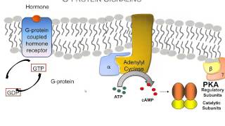 How Hormones Use Gprotein Signaling Pathways A Video Review of the Basics [upl. by Macario]